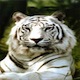 L'avatar di Tigresiberiana
