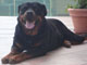 L'avatar di rottweiler