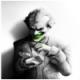L'avatar di Joker82