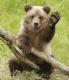L'avatar di Orso85